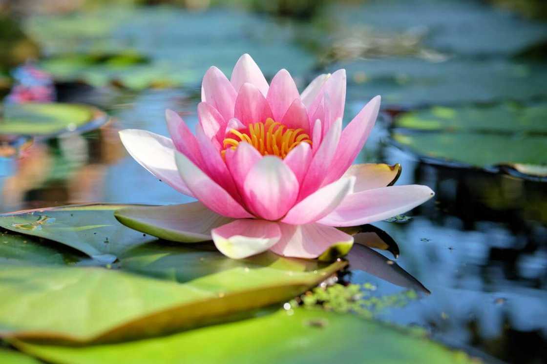 Pink lily flower on a pool of water