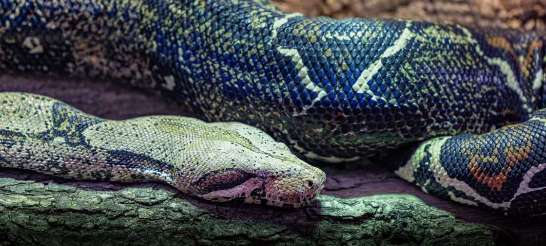 Boa constricteur
Photo : Getty Images Boa constricteur
Photo : Getty Images
