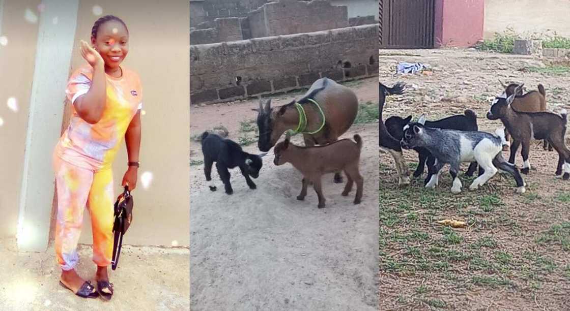 Photos of a lady who has a lots of goats.