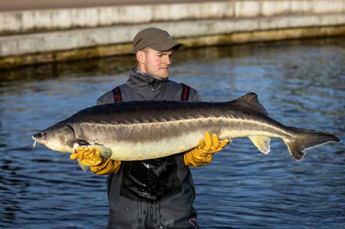 A female sturgeon takes at least eight to ten years to start producing eggs A female sturgeon takes at least eight to ten years to start producing eggs