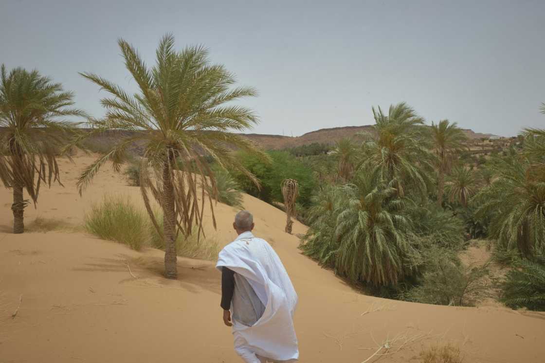 In Azougui, the ever-encroaching sand  is gradually swallowing up the trees In Azougui, the ever-encroaching sand  is gradually swallowing up the trees