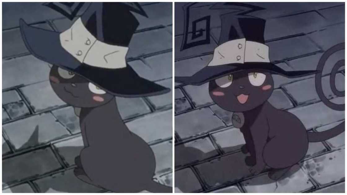 anime kitties