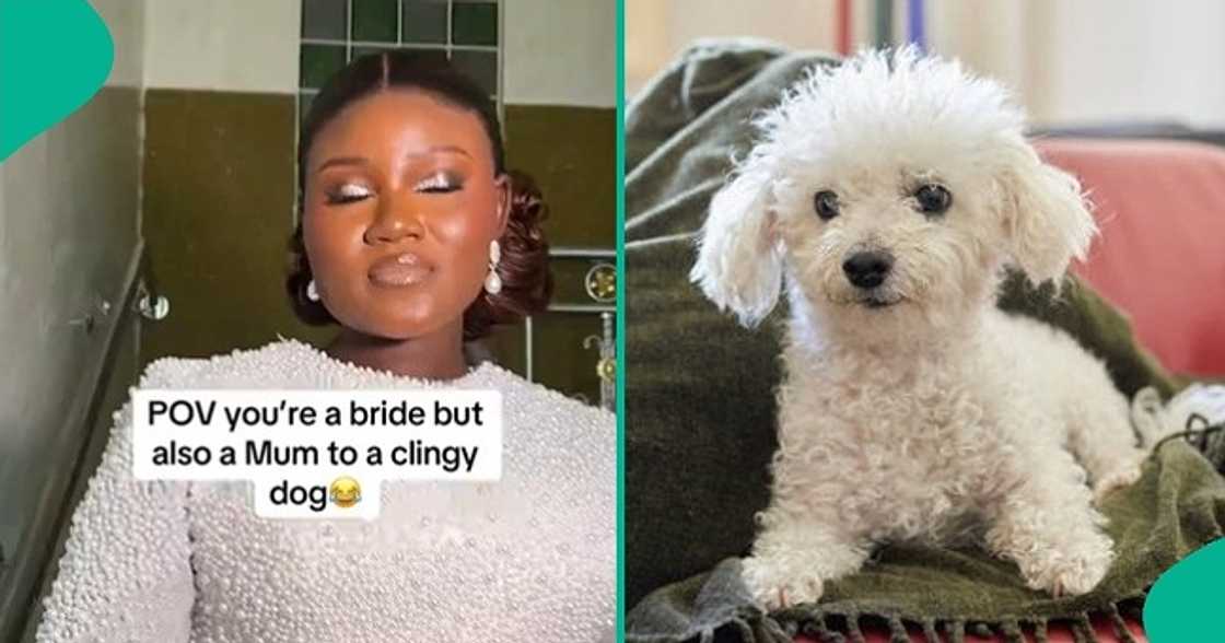 Dog refuses to leave bride on wedding day