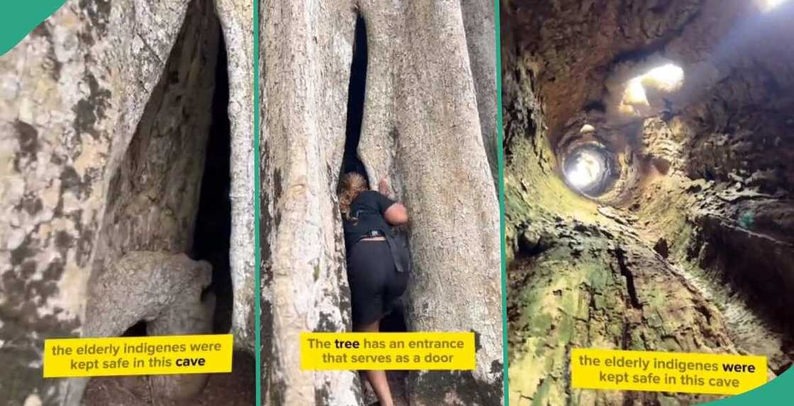 Video of mysterious tree with large interior and door emerges