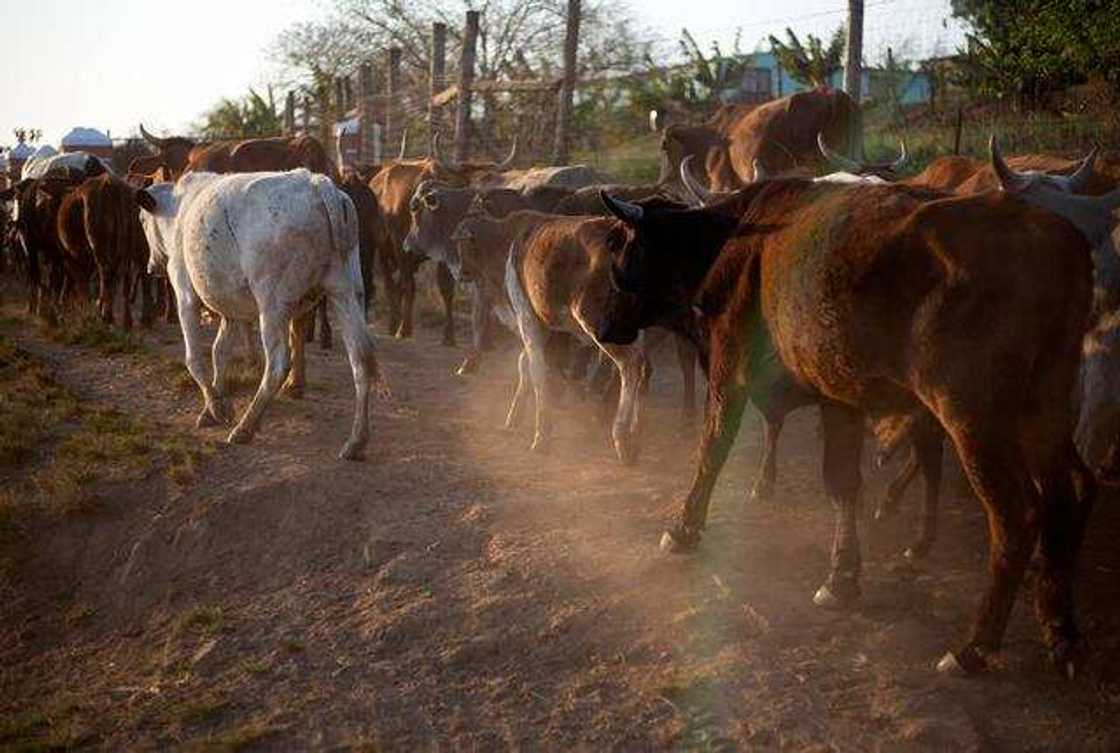 Bagudu: Wasu kasashen su na da wurin kiwo da ya fi girman wasu jihohin Najeriya Bagudu: Wasu kasashen su na da wurin kiwo da ya fi girman wasu jihohin Najeriya