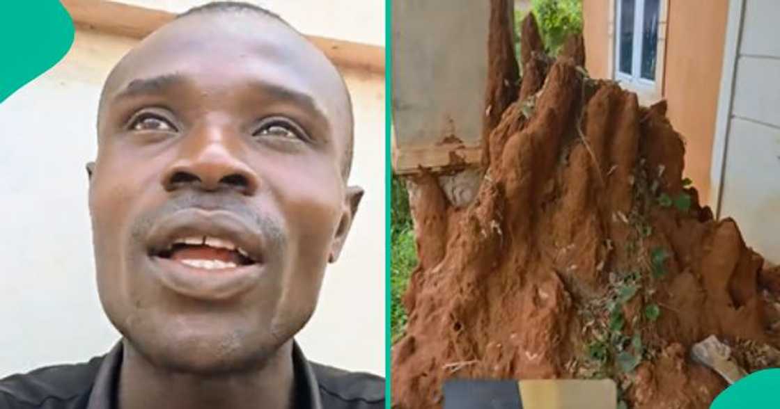 Man shares how termites ravaged a newly built house in Nigeria.