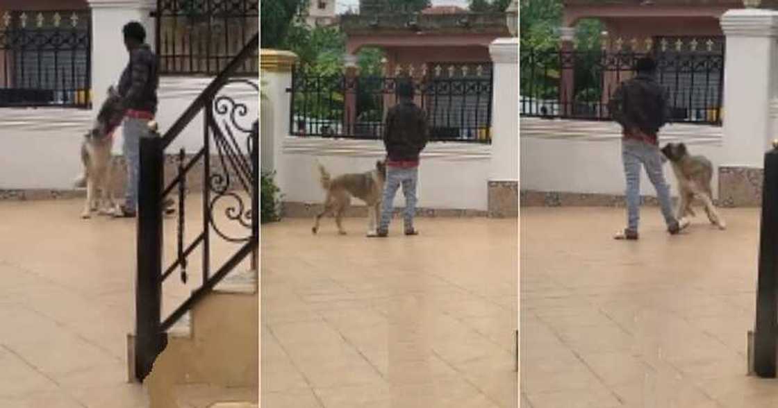 Woman sees security dog playing with man who broke into compound
