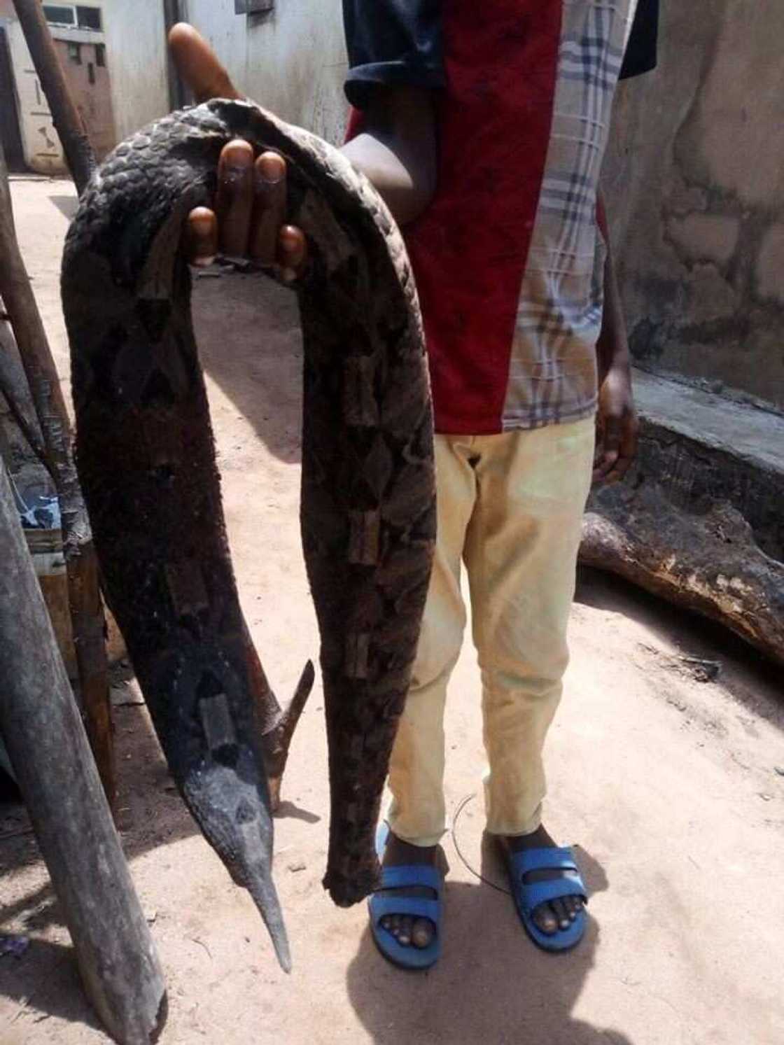 Man bitten by snake dies after being taken to herbalist in Umuahia (photos) Man bitten by snake dies after being taken to herbalist in Umuahia (photos)