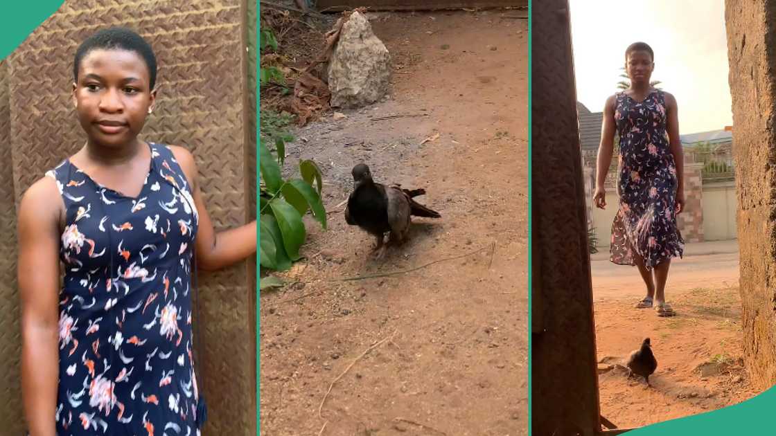 Lady shows her pet pigeon.