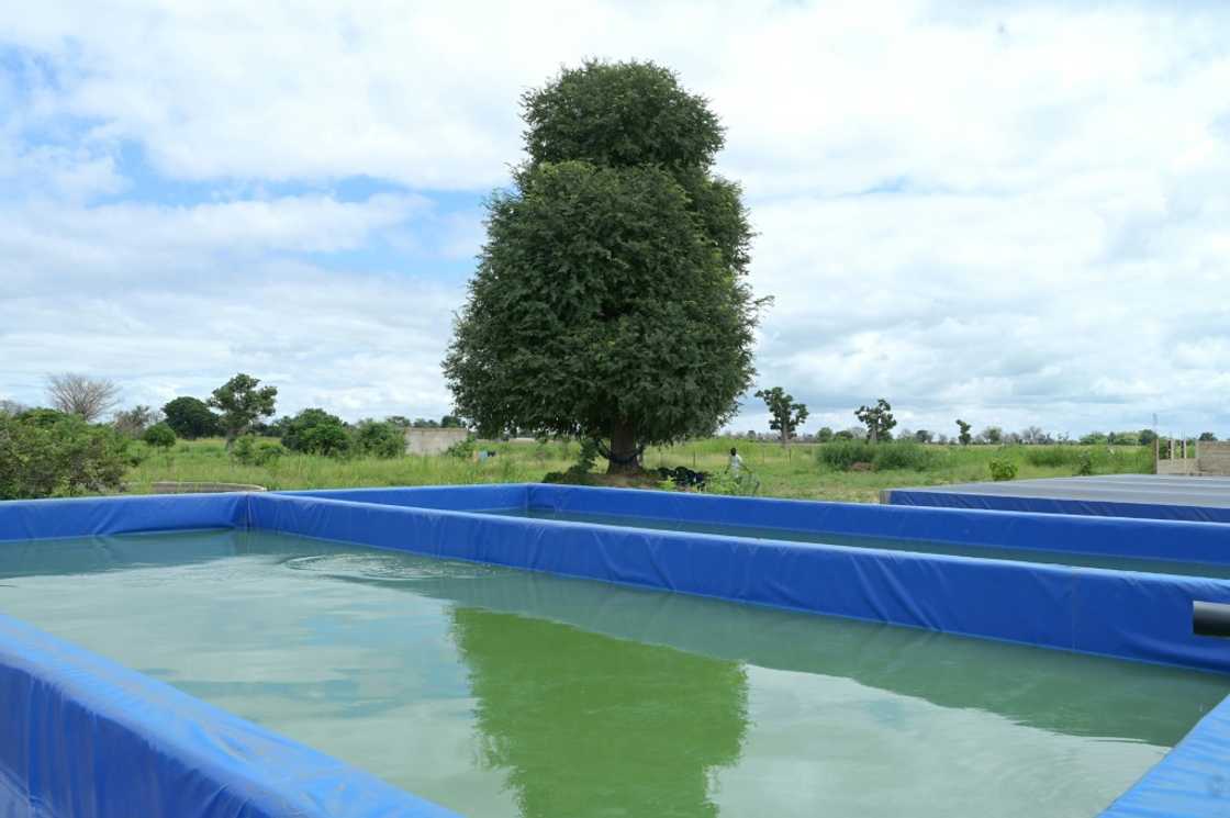 Senegal's new government has vowed to promote fish farming and attract industry investment Senegal's new government has vowed to promote fish farming and attract industry investment