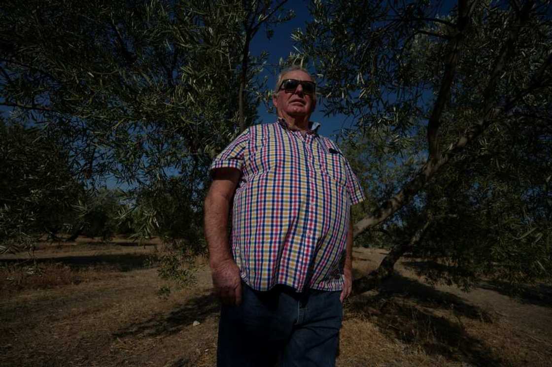Spanish olive farmer Felipe Elvira is struggling with a lack of rain Spanish olive farmer Felipe Elvira is struggling with a lack of rain