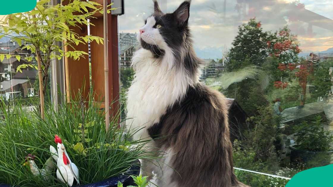 Moonwalk Magnum standing outdoors Moonwalk Magnum standing outdoors