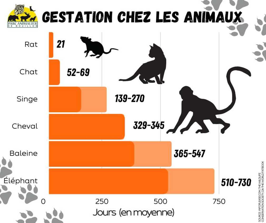 Quels animaux ont la plus longue gestation : éléphant, baleine ?