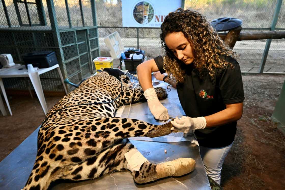 The Pantanal, the world's biggest wetland, is battling devastating wildfires that have injured jaguars -- listed as 'near threatened' on the International Union for Conservation of Nature's Red List The Pantanal, the world's biggest wetland, is battling devastating wildfires that have injured jaguars -- listed as 'near threatened' on the International Union for Conservation of Nature's Red List