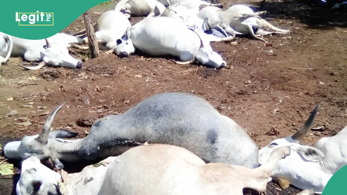 Reactions as Lightning kill cows in Ogun state Reactions as Lightning kill cows in Ogun state
