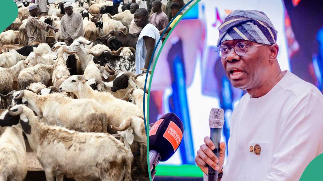 Officials warned against the use of highways and road medians for ram trading activities.