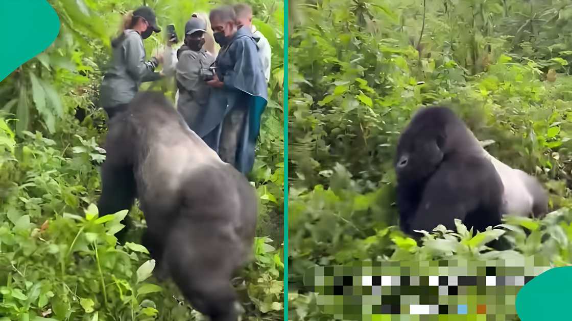 Safari walk turns wild as gorilla shoves woman