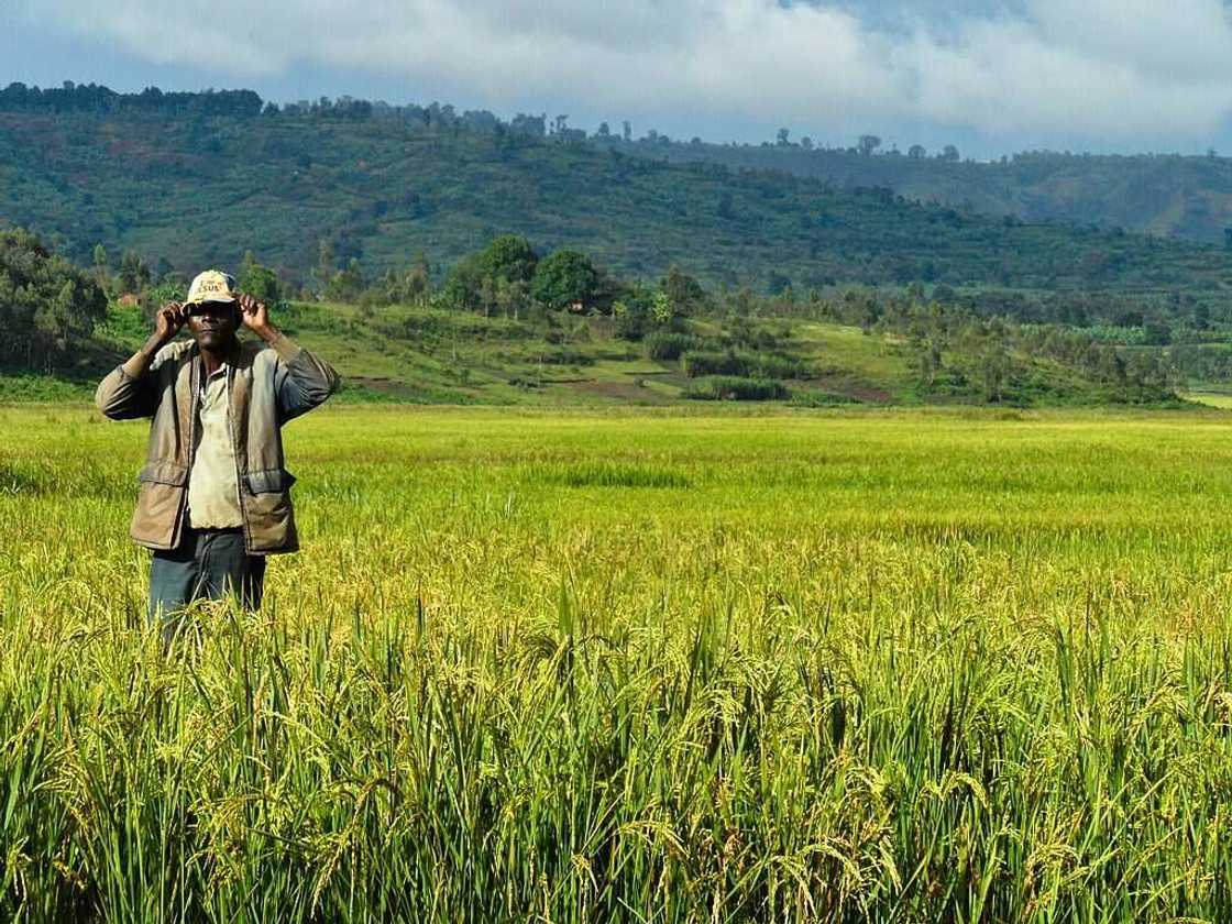 Farming in Nigeria