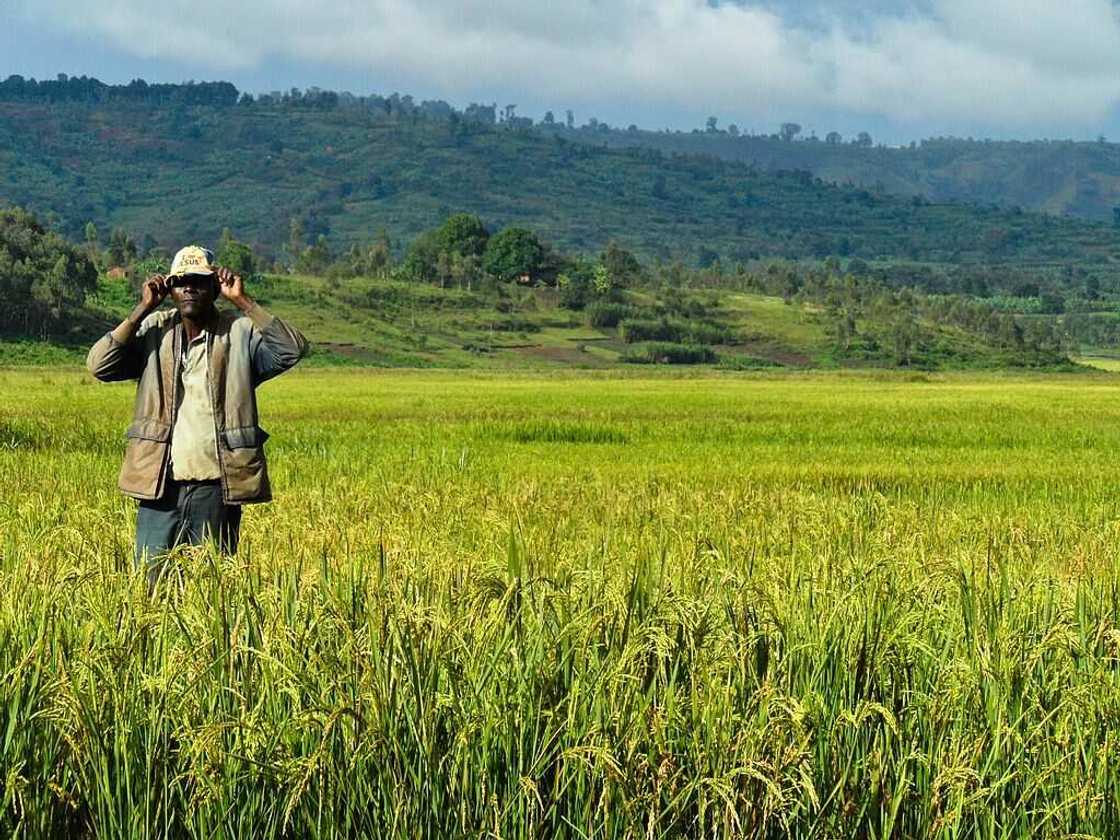 Farming in Nigeria Farming in Nigeria