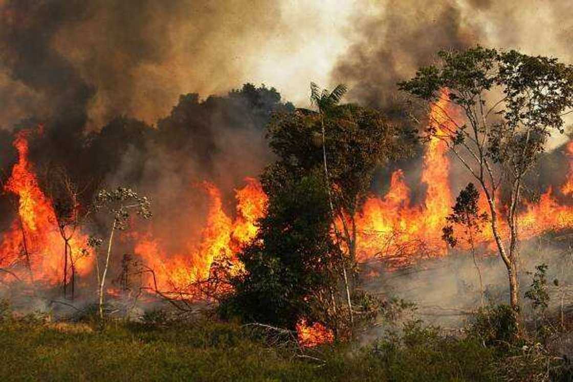 Amazonia Amazonia