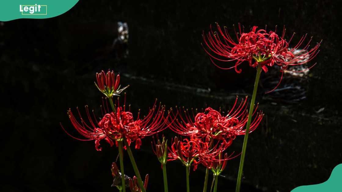 A bunch of spider lily flower heads on a dark background A bunch of spider lily flower heads on a dark background