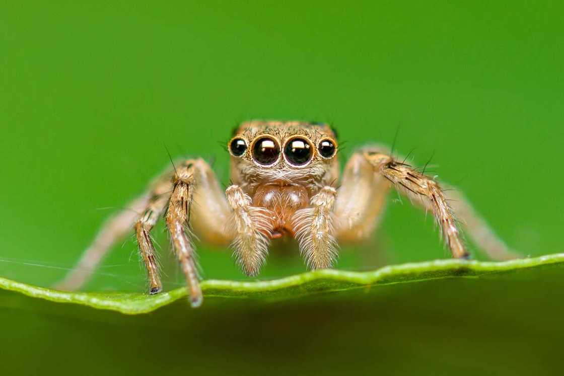 araignée mignonne