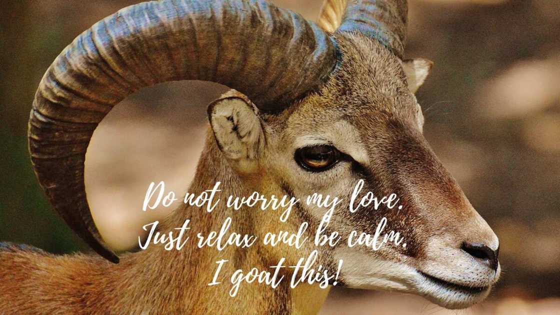 Hilarious animal love puns Hilarious animal love puns