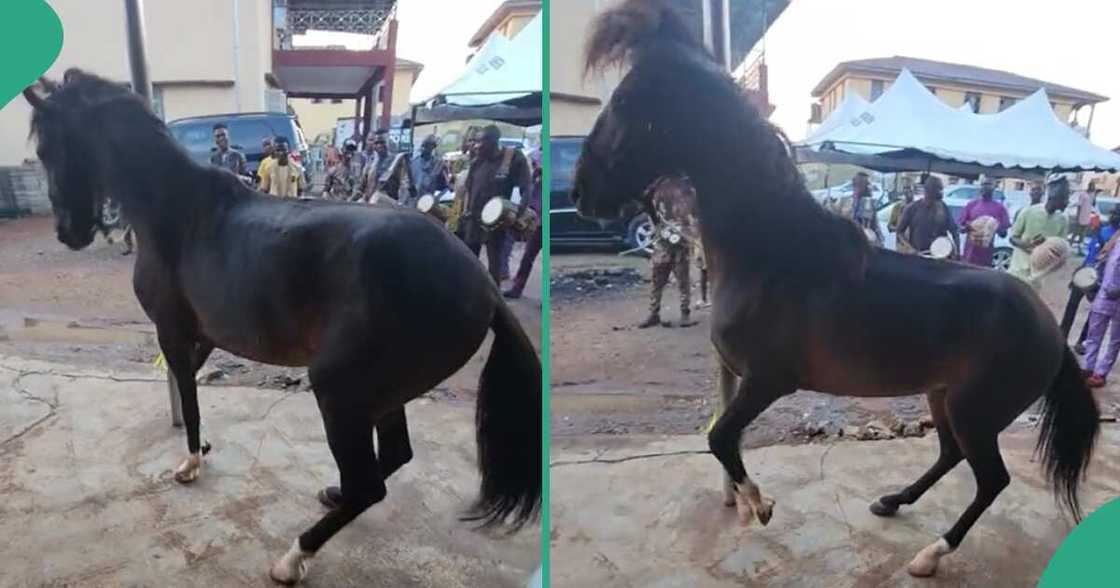 Horse dances at 2024 Ojude Oba.