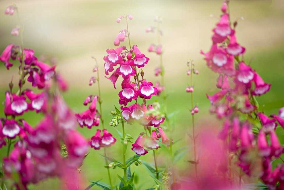 Penstemon flowers in a garden