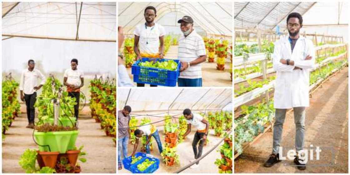 Farmer Samson Ogbole, soilless farming Farmer Samson Ogbole, soilless farming