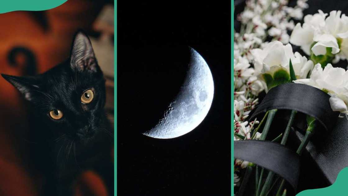 symbols of death: black cat, crescent moon, and funeral flowers symbols of death: black cat, crescent moon, and funeral flowers