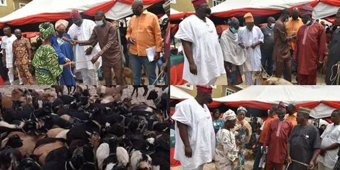 Odidi eran: Outrage as Oyo rep distributes goats for empowerment; shares pictures as Nigerians kick Odidi eran: Outrage as Oyo rep distributes goats for empowerment; shares pictures as Nigerians kick