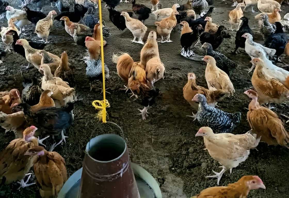 A large flock of diverse, multi-colored chickens is gathered inside a poultry house around a metal feeder