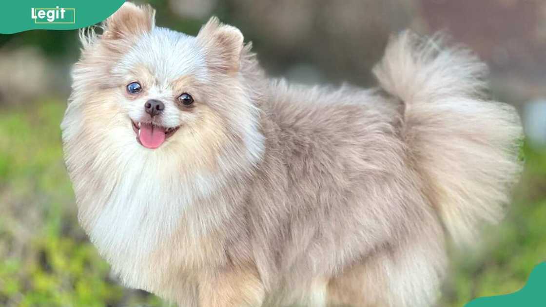 Pomeranian breed Pomeranian breed