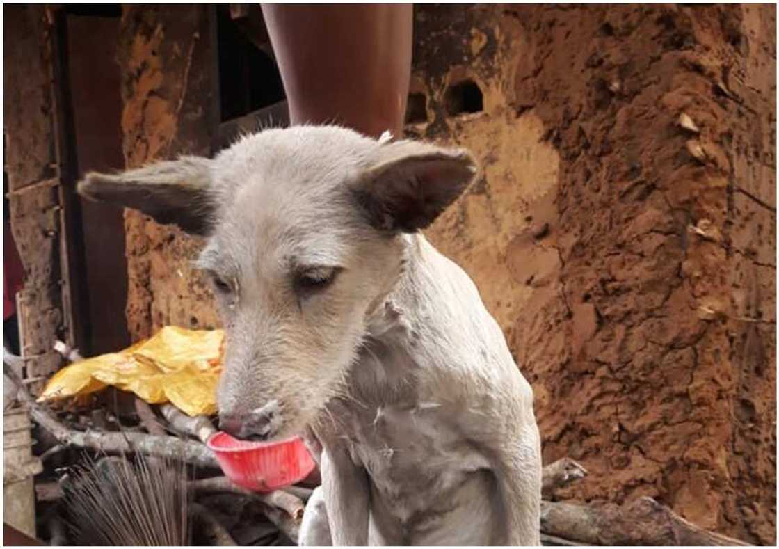 Nigerian man shows off his dog named lady Chinyere, says he has huge 'plans' for the dog Nigerian man shows off his dog named lady Chinyere, says he has huge 'plans' for the dog