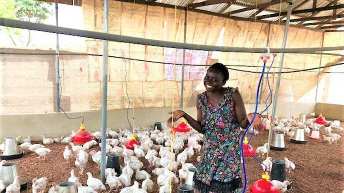 Poultry farming Poultry farming
