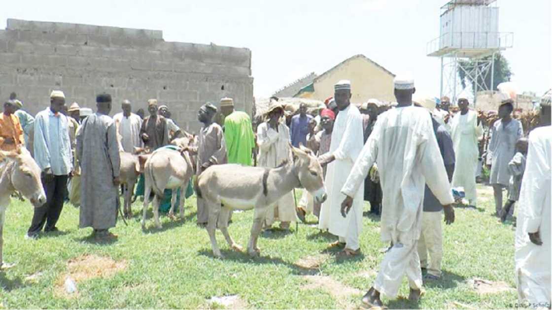Romon damokaradiyya: Hadimin Ganduje ya gwangwaje jama'a da tattalin Jakuna Romon damokaradiyya: Hadimin Ganduje ya gwangwaje jama'a da tattalin Jakuna