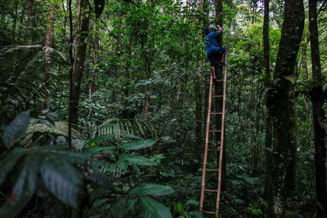 Farmer Musimin is on a one-man mission to save the exotic blooms unique to the land on the outskirts of Yogyakarta