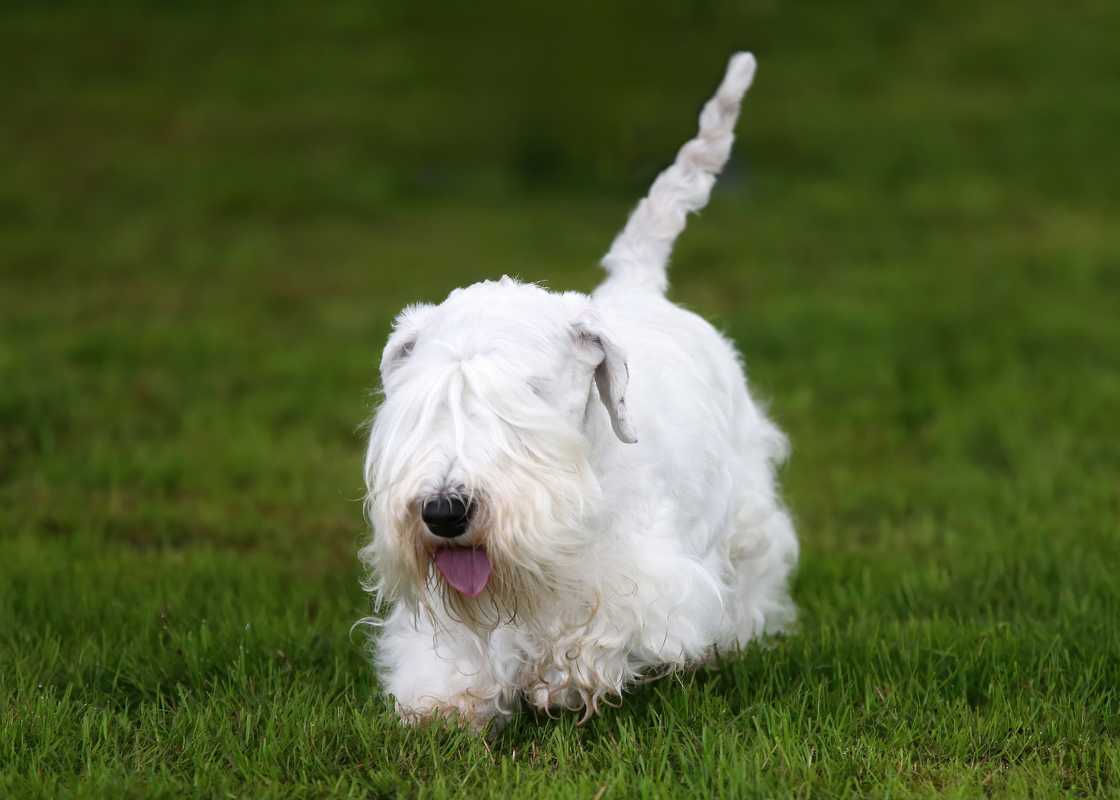Sealyham Terrier walking on grass Sealyham Terrier walking on grass
