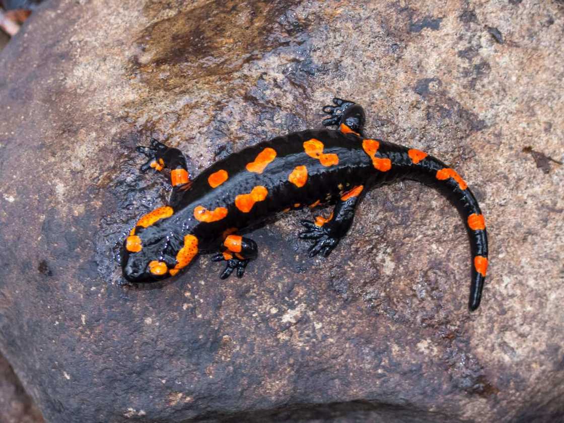 Red salamander