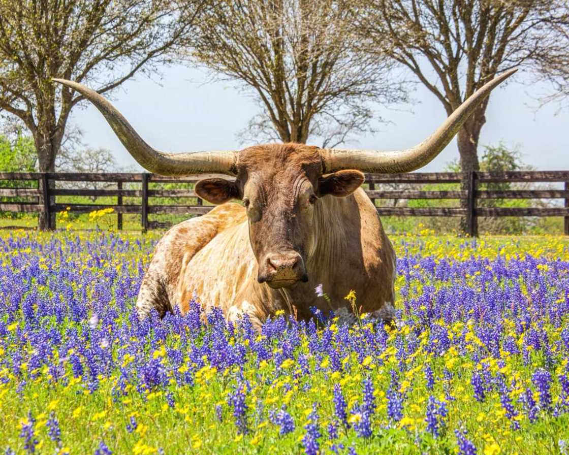 Brown cow laying on purple flowers is among interesting facts about Texas Brown cow laying on purple flowers is among interesting facts about Texas
