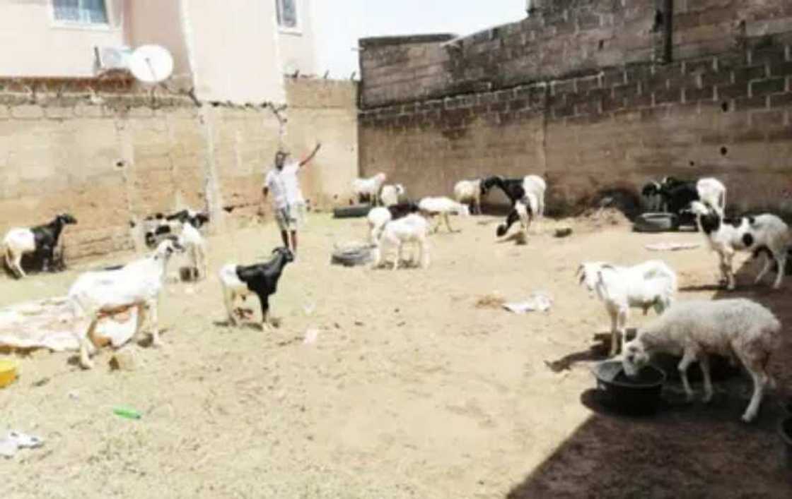 Farashin dabbobin layya ya tashi Farashin dabbobin layya ya tashi