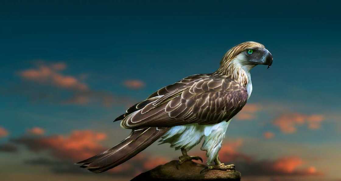 A Philippine eagle against sunset clouds A Philippine eagle against sunset clouds