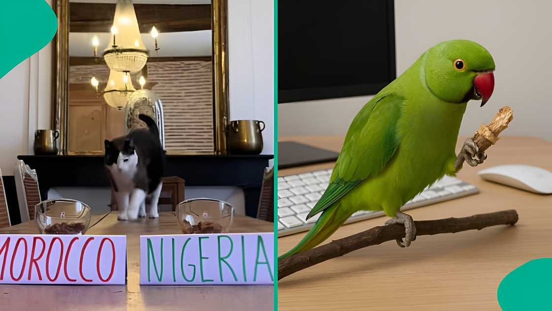 Parrot, cat, and dog predict winner of Nigeria vs Morocco AFCON semi-final