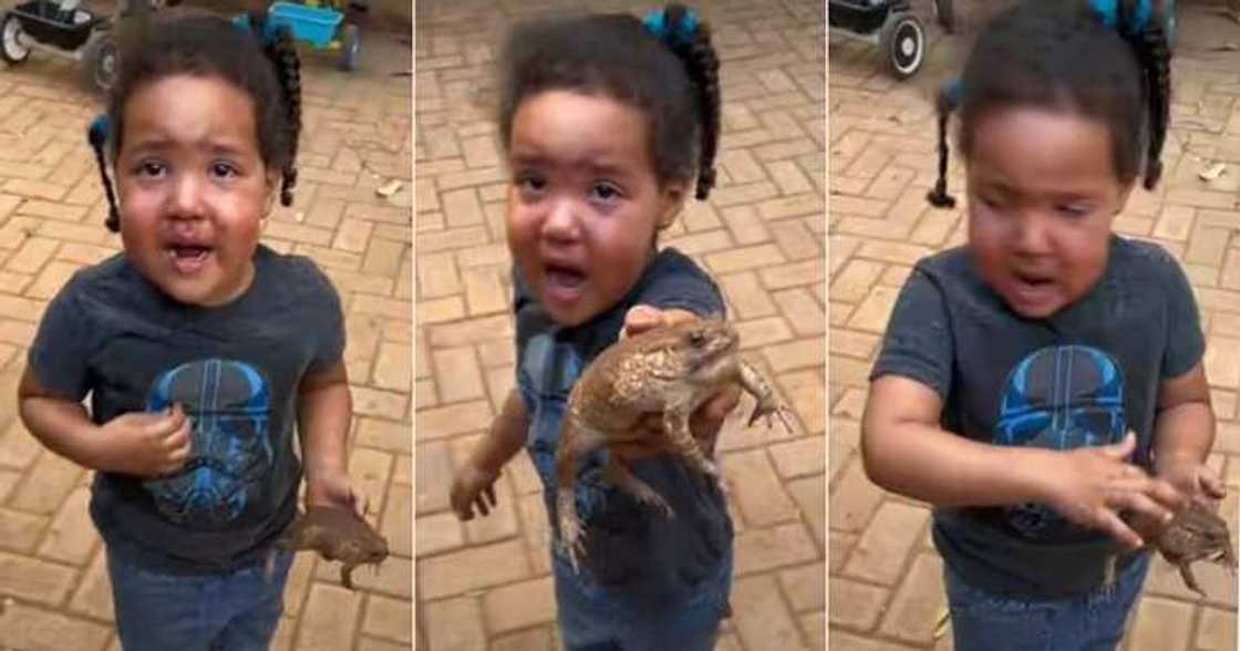 Little girl brings live frog to mum, wake it up Little girl brings live frog to mum, wake it up