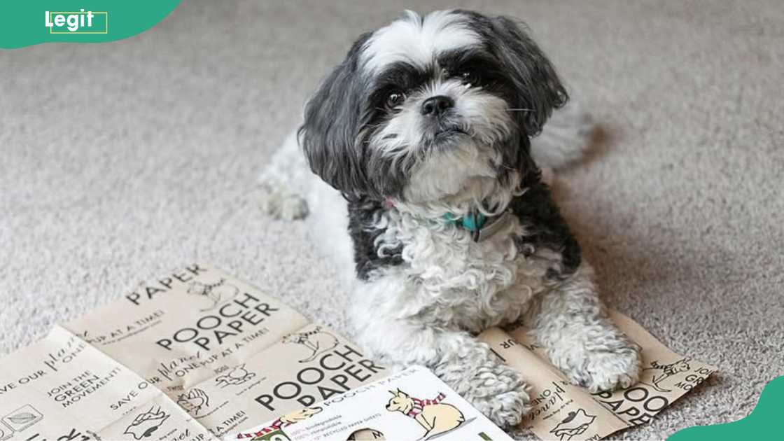 A puppy lying on a mat