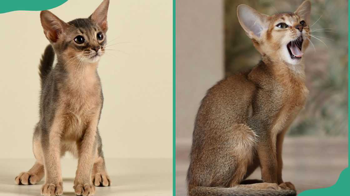 An Abyssinian cat standin with its tail up(L). An Abyssinian cat yawning (R)