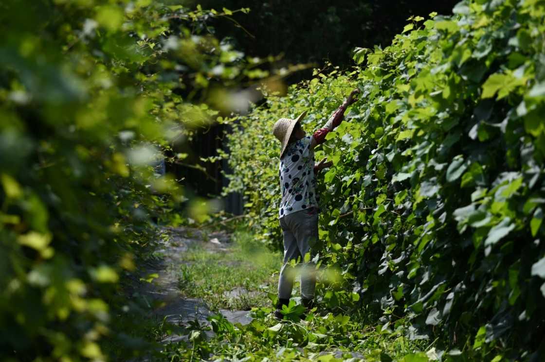 Scientists are using genetics and artificial intelligence to address imperfect weather conditions and climate challenges affecting the wine sector Scientists are using genetics and artificial intelligence to address imperfect weather conditions and climate challenges affecting the wine sector
