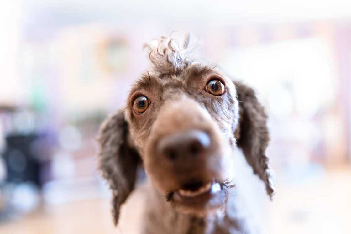 il existe quelques races de chiens qui sont souvent considérées comme ayant une apparence unique ou inhabituelle il existe quelques races de chiens qui sont souvent considérées comme ayant une apparence unique ou inhabituelle