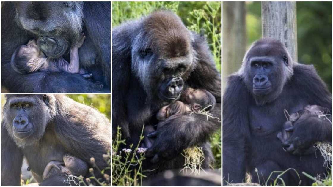 A collage that captures the Momma Kala giving care to its baby. Photo source: Good News Network A collage that captures the Momma Kala giving care to its baby. Photo source: Good News Network